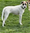 adoptable Dog in york, NE named Whistler (GA)