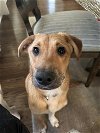 adoptable Dog in  named Willie (GA)