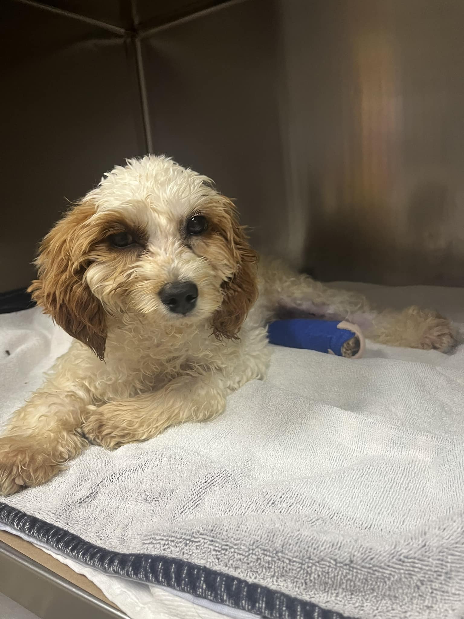 Dog for Adoption Cupid (SC), a Shih Tzu in Belmar, NJ Alpha Paw