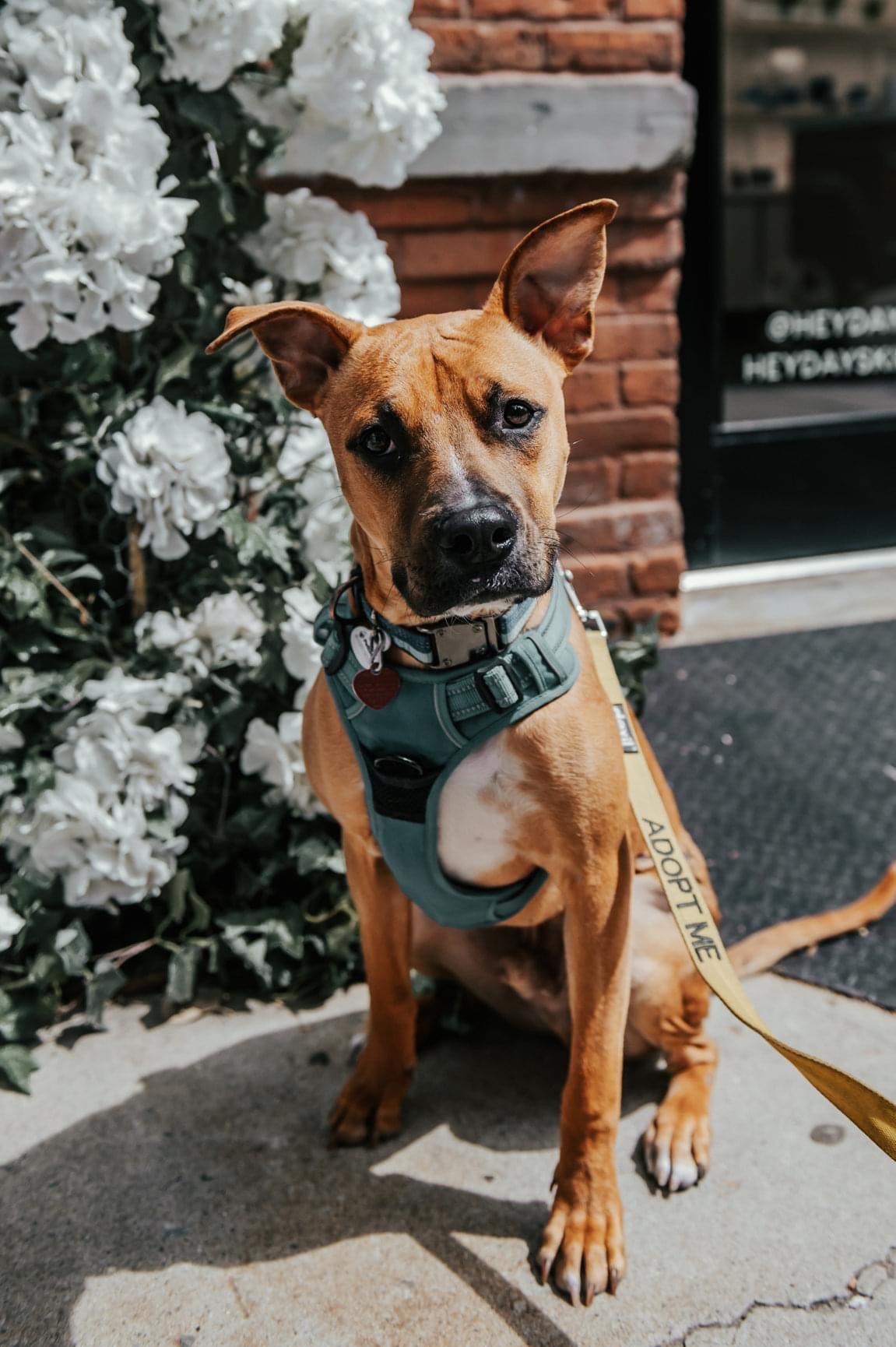 adoptable Dog in New York, NY named Vespar (TX)