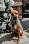 adoptable Dog in york, NY named Vespar (TX)