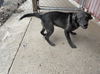 Cinder (TX)