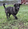 Cinder (TX)