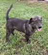 Cinder (TX)