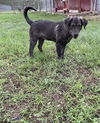 Cinder (TX)