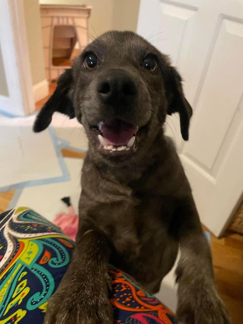 Cinder (TX)