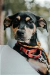 adoptable Dog in york, NE named Sparkle (AL)
