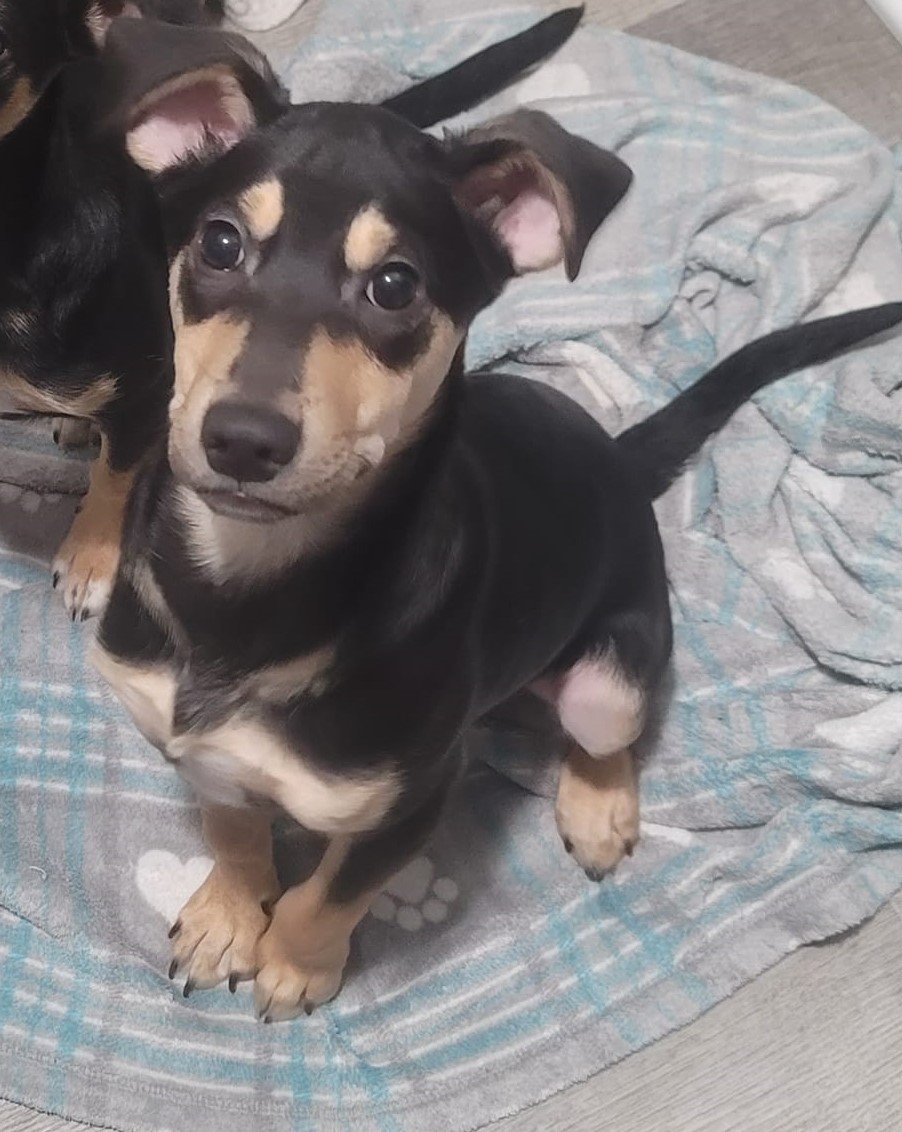 adoptable Dog in New York, NY named Bubbly (AL)
