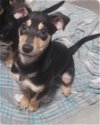 adoptable Dog in york, NE named Bubbly (AL)