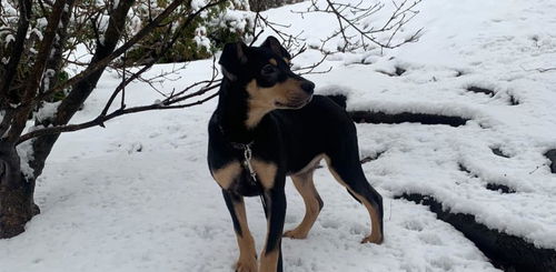 Tux (AL)