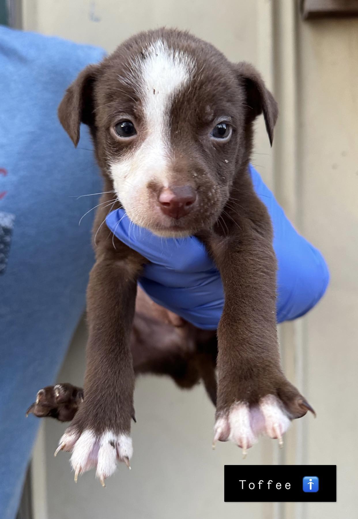 Dog for Adoption Toffee (AL), a Pit Bull Terrier in Manhattan, NY