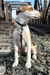 adoptable Dog in york, NE named Cane (AL)