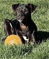 adoptable Dog in york, NE named Cookie (AL)