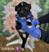 Ribbon (AL)