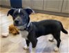 adoptable Dog in york, NY named Bronx (TX)