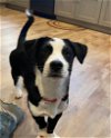 adoptable Dog in york, NE named Dodger (TX)