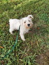 Dinky (TX)