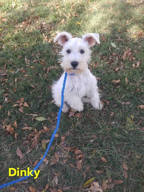 Dinky (TX)
