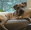 adoptable Dog in new york, ny, NY named Barney (TX)