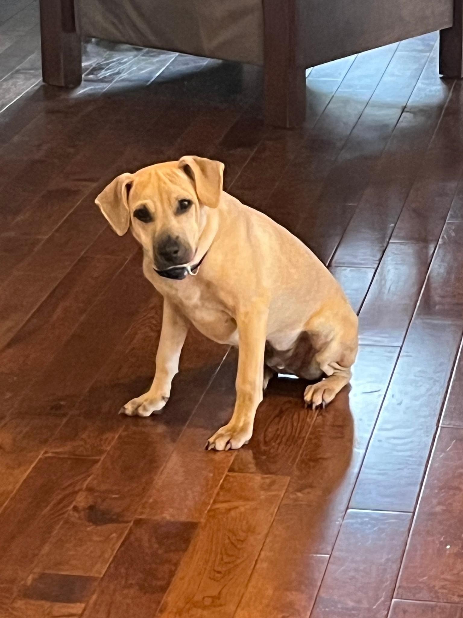 adoptable Dog in New York, NY named Barney (TX)