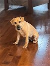 adoptable Dog in  named Barney (TX)