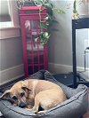 adoptable Dog in york, NE named Barney (TX)