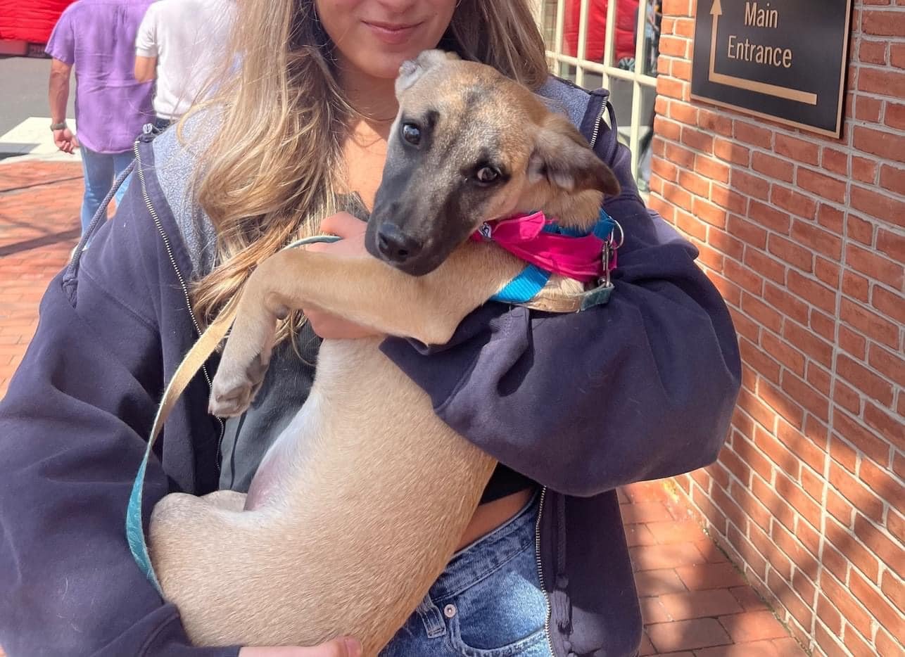 adoptable Dog in New York, NY named Betty (TX)