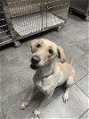 adoptable Dog in york, NE named Waffles (TX)