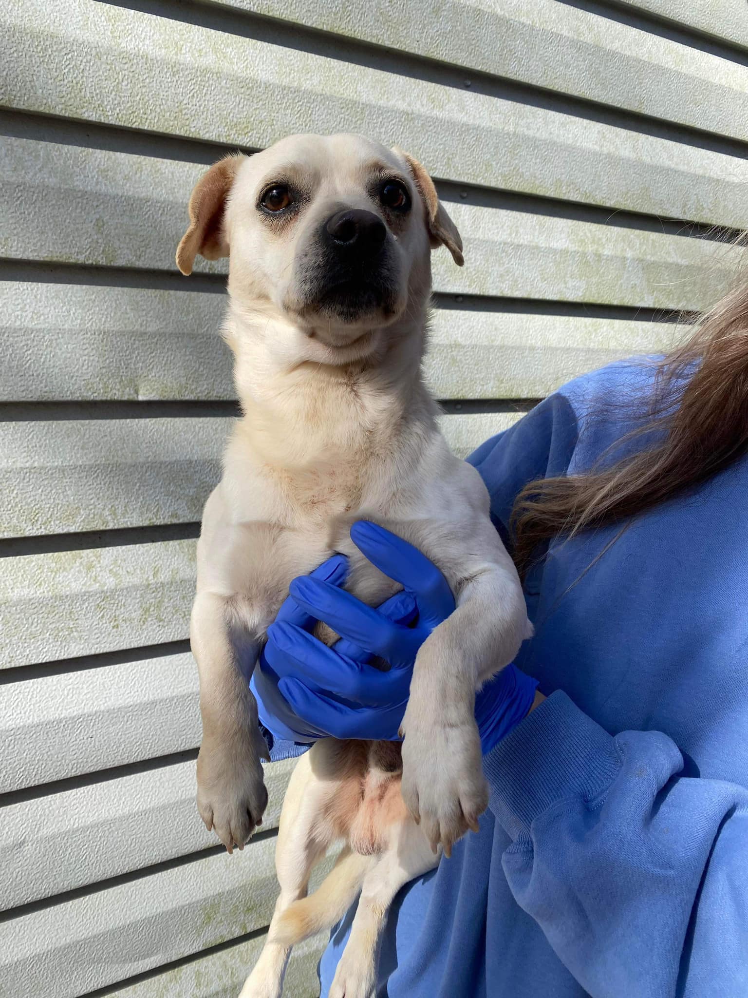 Dog for Adoption Dawson (GA), a Pug in Eatons Neck, NY Alpha Paw