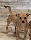 adoptable Dog in  named June (TX)