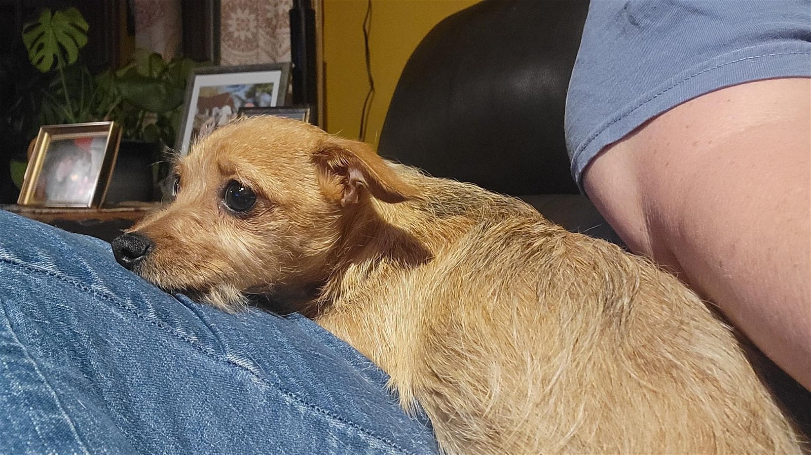 adoptable Dog in New York, NY named June (TX)