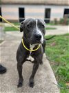adoptable Dog in york, NE named Suki (AL)
