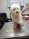 Jester (TX)