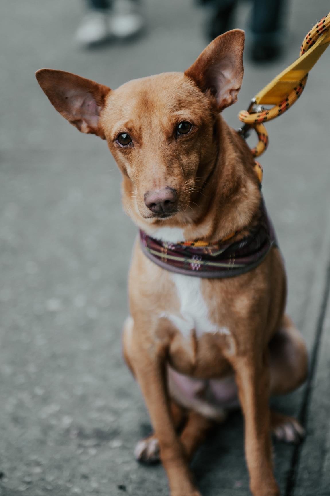 adoptable Dog in New York, NY named Donny (TX)