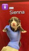 Sienna (AL)
