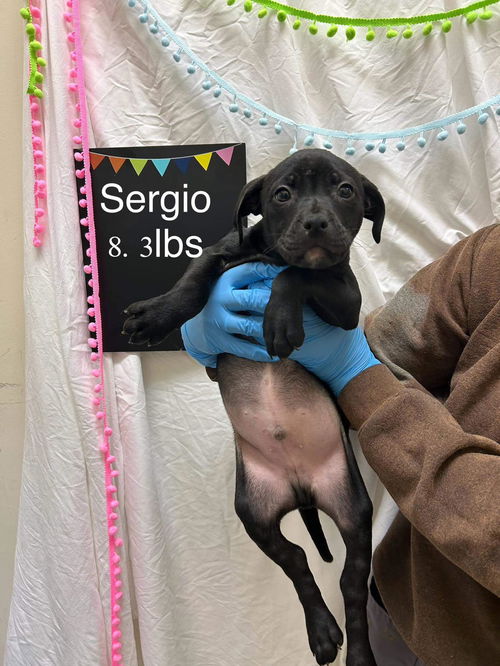 Sergio (AL)