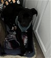 adoptable Dog in york, NE named Stetson (AL)