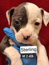 Sterling (AL)