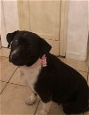 adoptable Dog in york, NE named Citrus (TX)