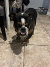 Chonk (TX)