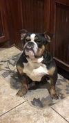 Chonk (TX)