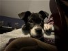 adoptable Dog in york, NE named Cara (GA)