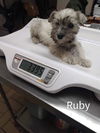 Ruby (TX1)