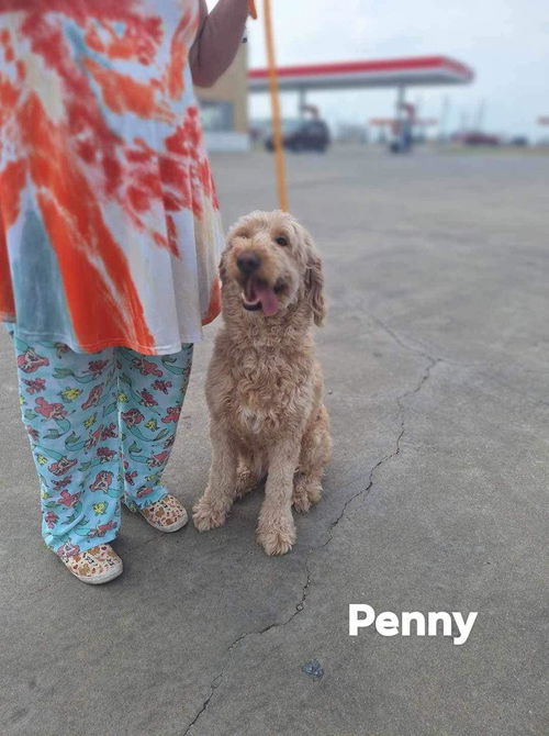 Penny (TX)