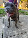 adoptable Dog in york, NY named Tyson (GA)