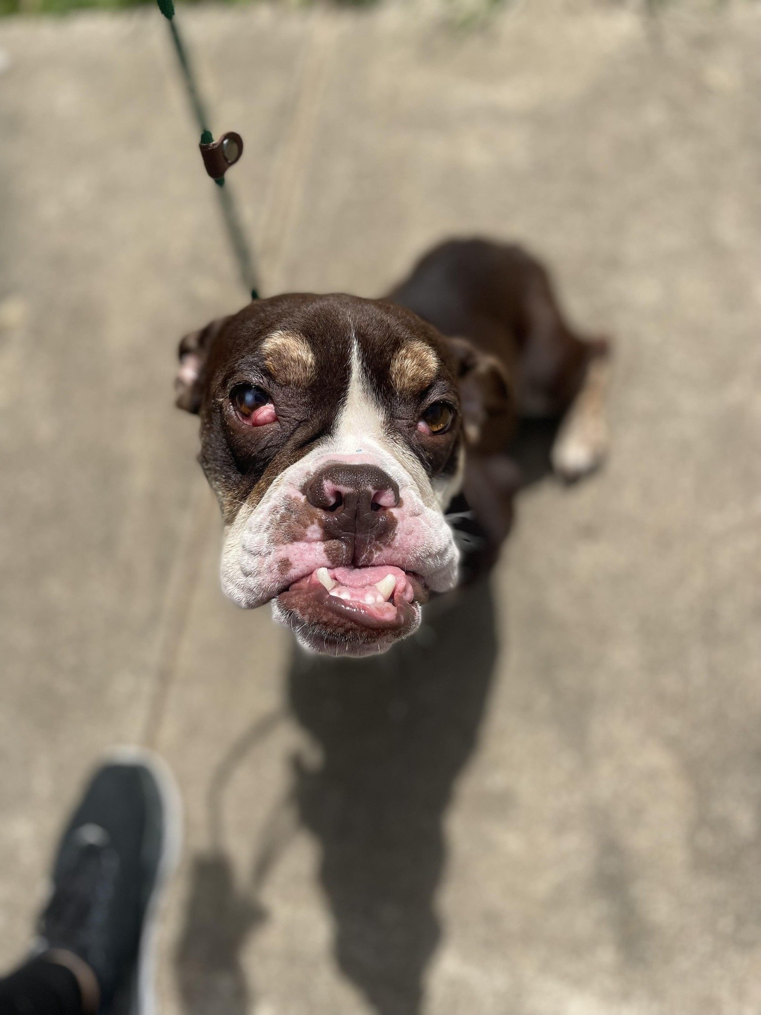 adoptable Dog in New York, NY named Esmeralda (GA)