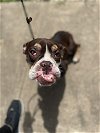 adoptable Dog in , NY named Esmeralda (GA)