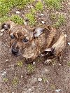 adoptable Dog in  named Zito (GA)
