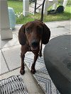 adoptable Dog in  named Olive (GA)