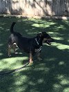 adoptable Dog in  named Jezebel (TX)
